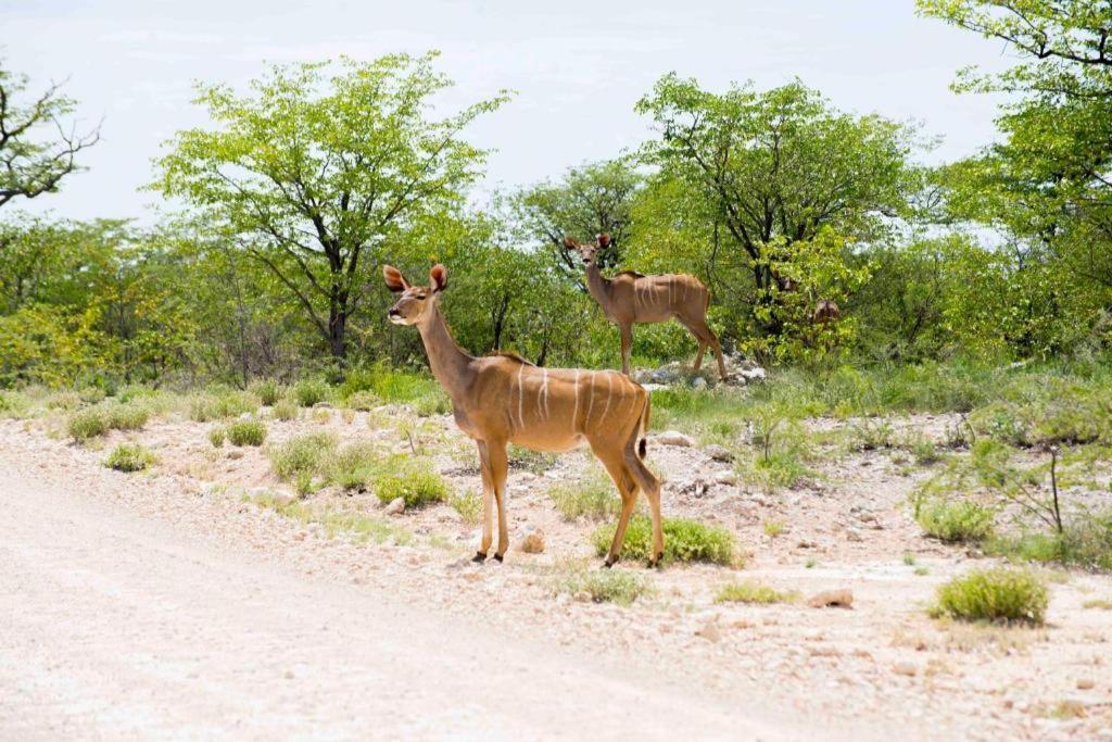 Etosha Safari Camp, Etosha National Park, Namibia Hotel Okaukuejo Exterior foto